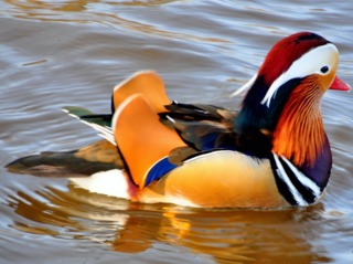 Canard mandarin