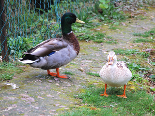 Canards dans leur enclos