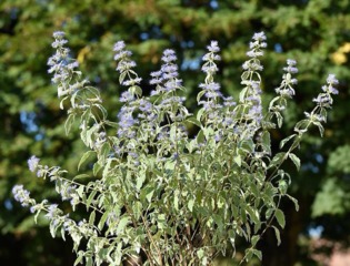 Caryopteris clandonensis 'White Surprise'