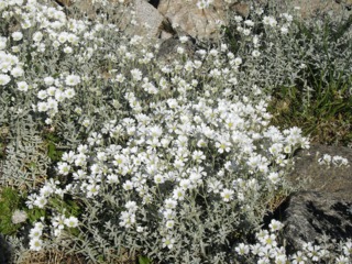 Cerastium tomentosum en rocaille