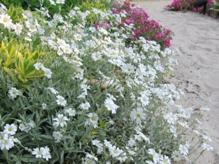 Cerastium tomentosum en bordure d'allée
