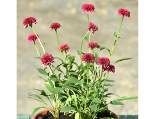 Echinacea purpurea 'Piccolino'