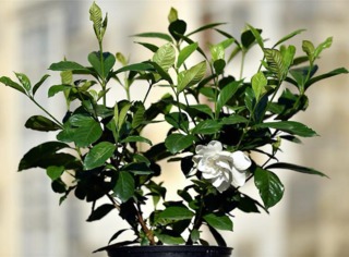 Gardenia 'Summer Snow'