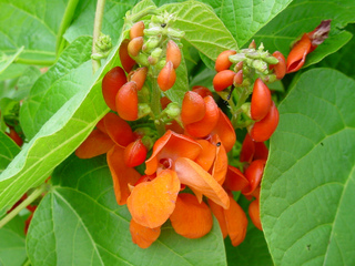 Haricot d'Espagne : fleurs