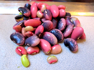 Grains de haricot d'Espagne