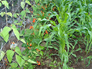 Haricots d'Espagne et maïs au potager