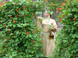 Récolte de haricots d'Espagne