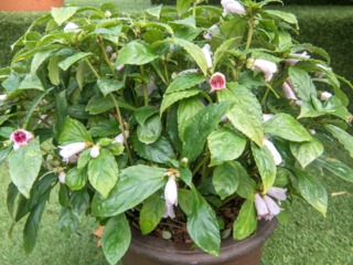 Hemiboea subcapitata