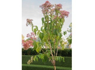 Heptacodium miconoides