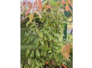 Huodendron biaristatum