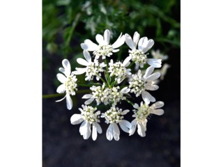 Orlaya grandiflora