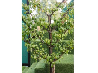 Pyrus ‘Beurré d’Hardenpont’ en palmette