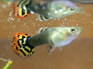 Guppy