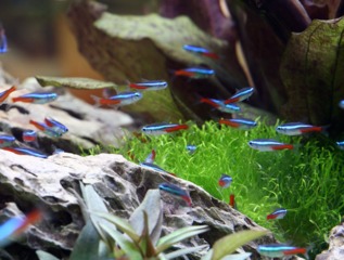 Néons bleus