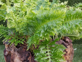 Polypodium cambrium 'Pulcherrimum Addison'