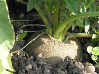 Radis noir au potager