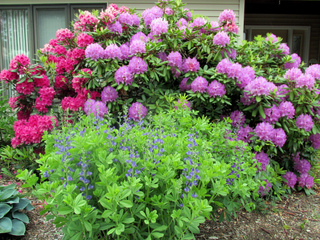 Rhododendron et Baptisia australis
