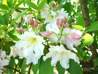 Rhododendron fortunei