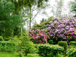 Rhododendrons géants (Rhododendron ponticum)