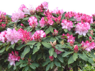 Rhododendron en haie