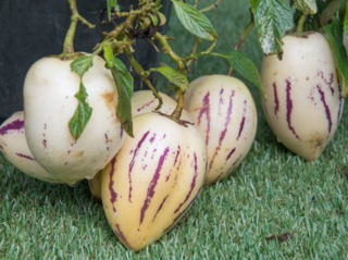Solanum muricatum