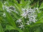 Amsonia