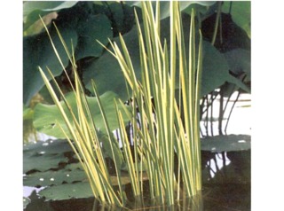 Acorus calamus 'Variegatus'