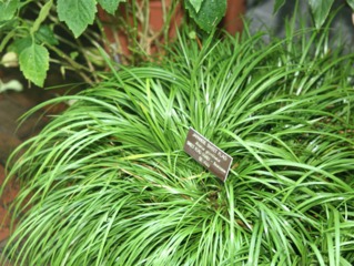 Acorus gramineus
