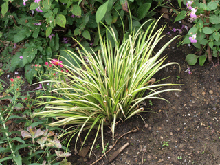 Acorus gramineus 'Ogon'