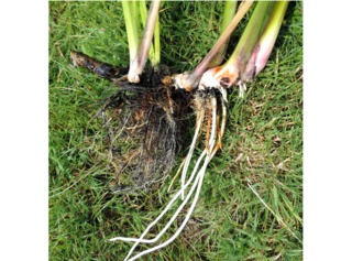 Rhizome d'Acorus calamus prêt à être divisé