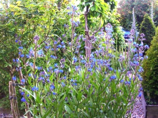 Anchusa azurea 'Loddon Royalist' (buglosse)