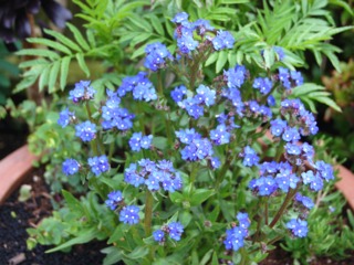 Anchusa capensis 'Blue Angel' (buglosse)