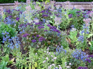 Boraginacées : buglosse, cynoglossum, héliotrope, bourrache