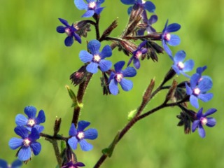 Anchusa azurea, buglosse d'Italie