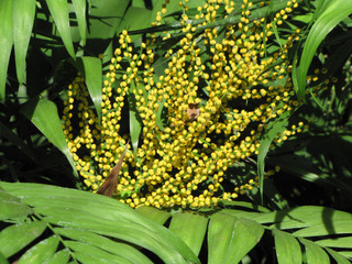 Chamaedorea elegans : fleurs