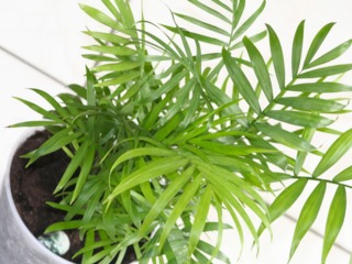 Chamaedorea elegans