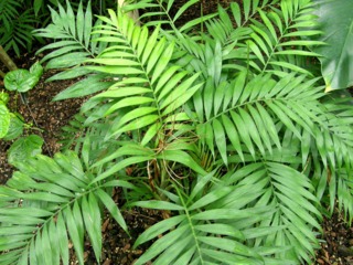 Chamaedorea elegans