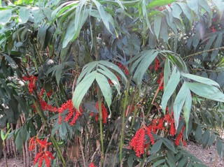 Chamaedorea microspadix