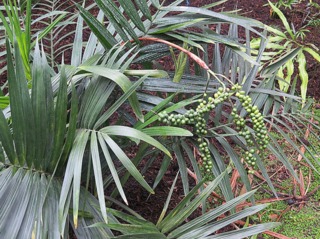 Chamaedorea radicalis