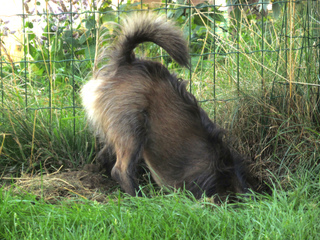 Chien creusant un trou au pied d'une clôture