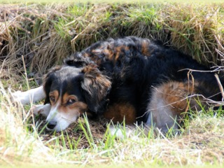Chien ayant creusé un trou pour être au frais