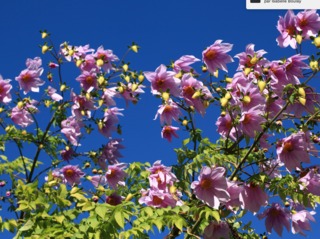 Dahlia arborescent