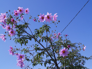 Dahlia arborescent, Dahlia imperalis