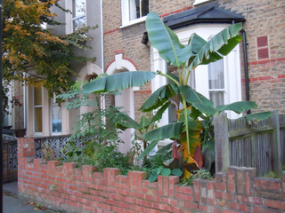 Dahlia arborescent et bananier en ville