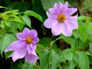 Dahlia imperialis (dahlia arboresecnt)