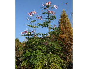 Dahlia imperialis (dahlia arborescent) fin novembre