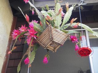Epiphyllum