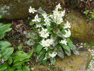 Erythrone blanche