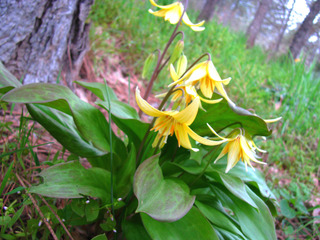 Erythrone jaune au pied d'un arbre