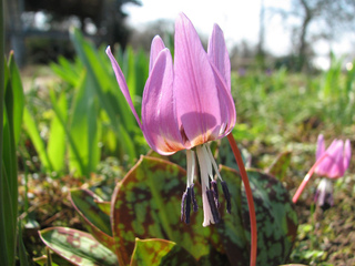 Erythronium dens-canis